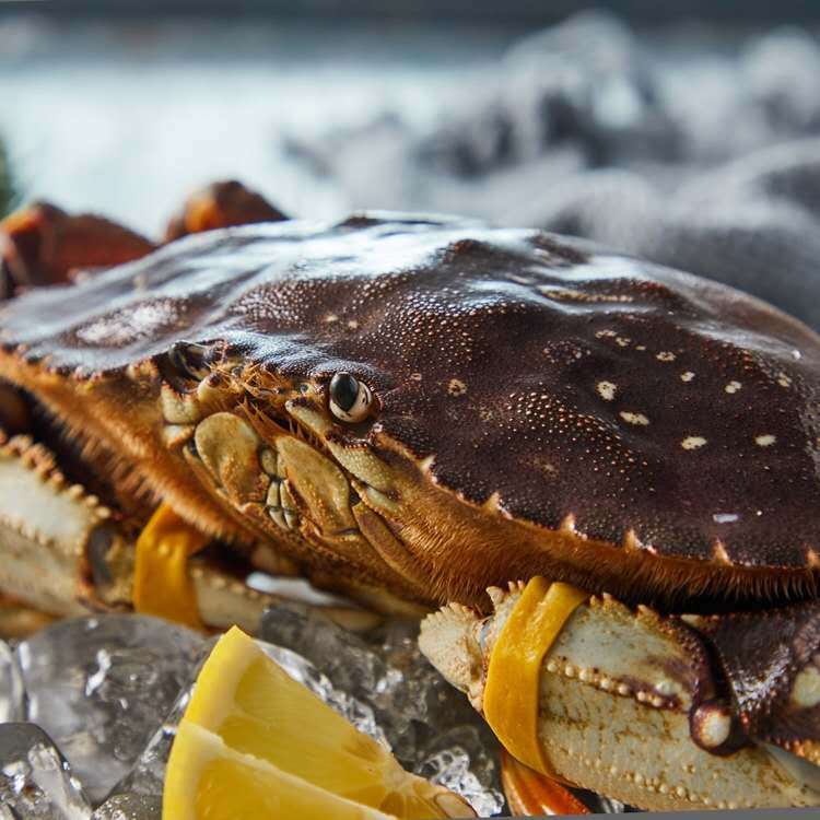 珍宝蟹鲜活生猛海鲜 加拿大进口  水产 太子蟹 黄金蟹2斤