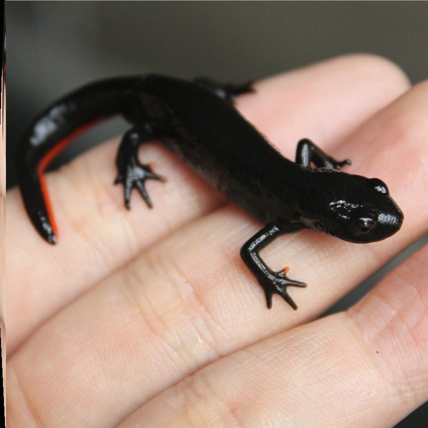 耐养的鱼小龙鱼恐龙鱼观赏鱼六角恐龙鱼宠物小精灵小火龙宠物淡