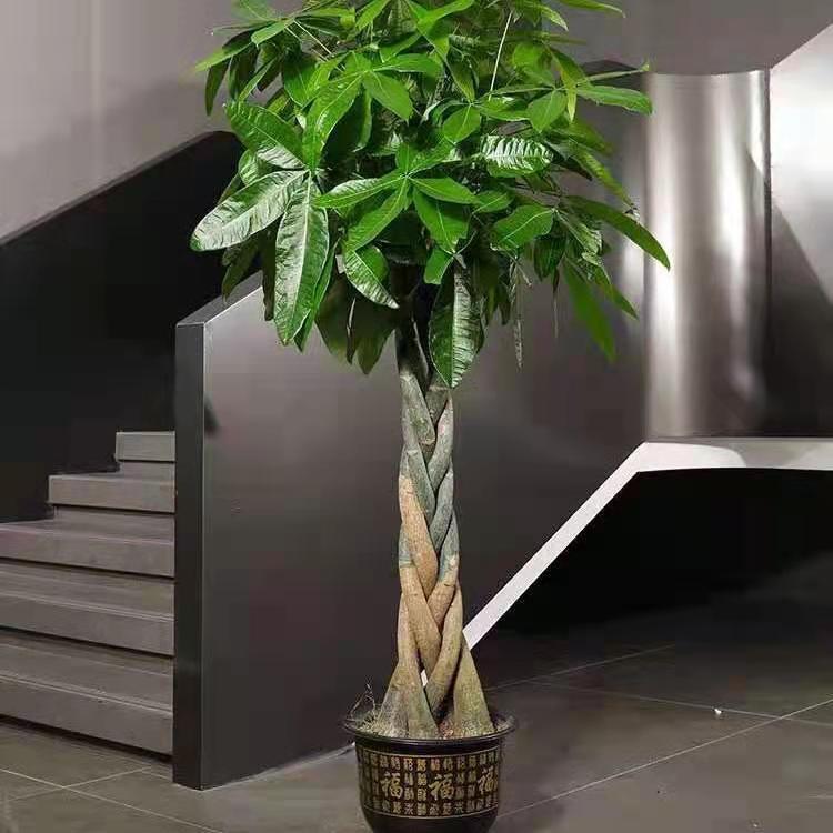 发财树大型盆栽招财室内绿植客厅办公桌面前台净化空气金钱树盆景