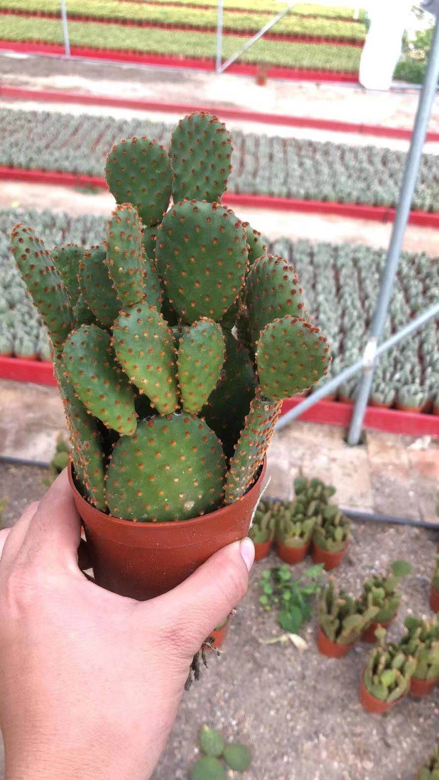 【基地直供】室内小盆栽花卉多肉植物 仙人掌植物 红毛掌