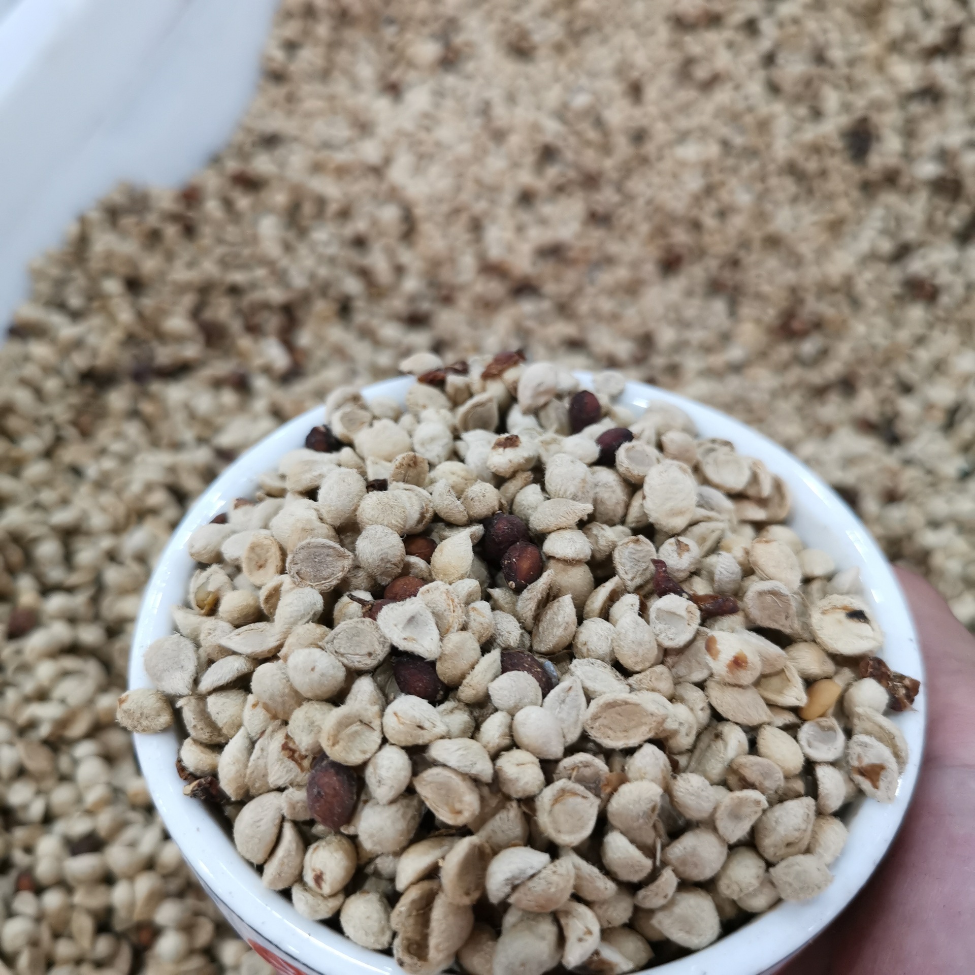 九里香种子七里香盆栽花卉种子花香浓郁阳台驱蚊植物种子货到付款