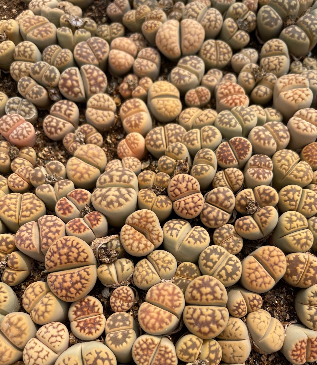 基地直发生石花龙纹琥珀不带盆小盆栽球形番杏科小多肉植物绿植花