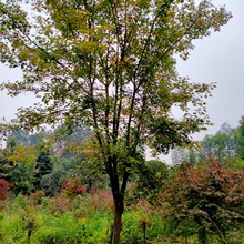 青枫鸡爪槭四川成都温江批发绿化工程苗木青枫树风景树拼栽丛生