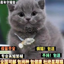 ncj蓝猫纯种幼猫幼崽活体英国短毛猫蓝胖子小猫咪银渐层宠物猫真