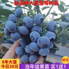 蓝莓树果苗带果盆栽地栽阳台果树苗南方北方种植当年结果蓝莓苗