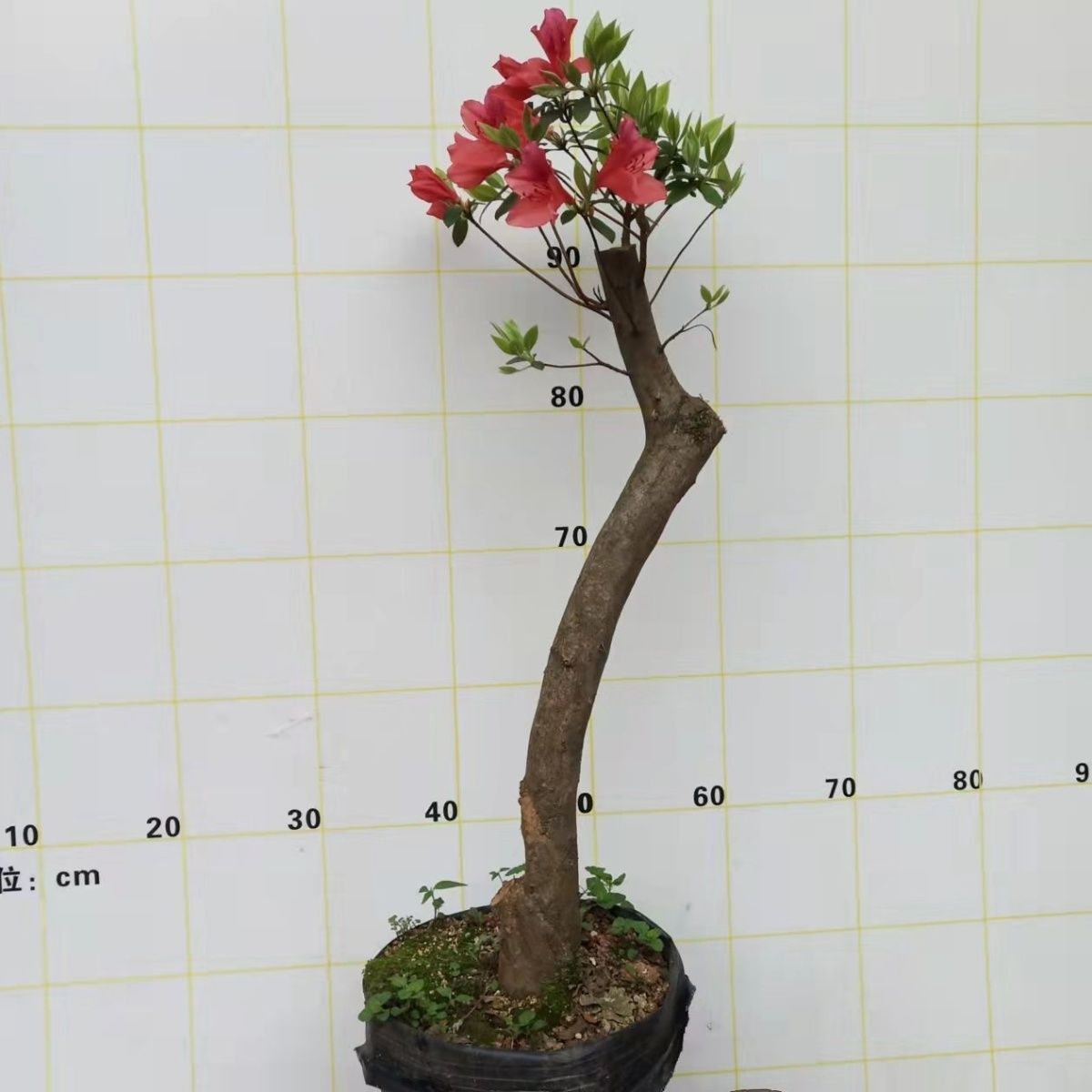 云南四川映山红下山桩盆景熟桩鸡血红老桩盆景室内花卉绿植盆栽映