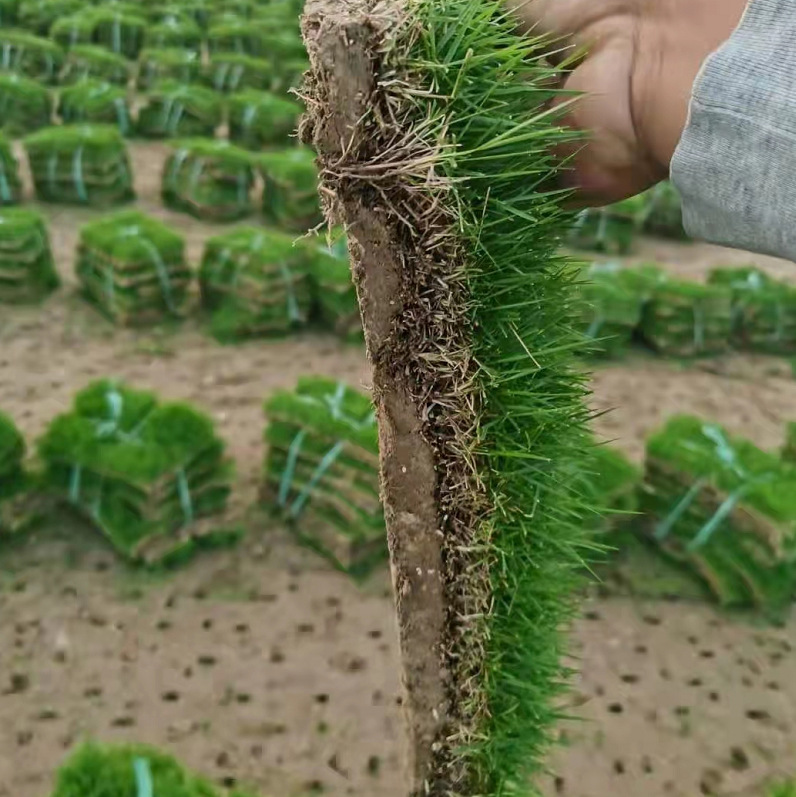 公园绿化马尼拉草坪百慕大混播黑麦草小区绿化