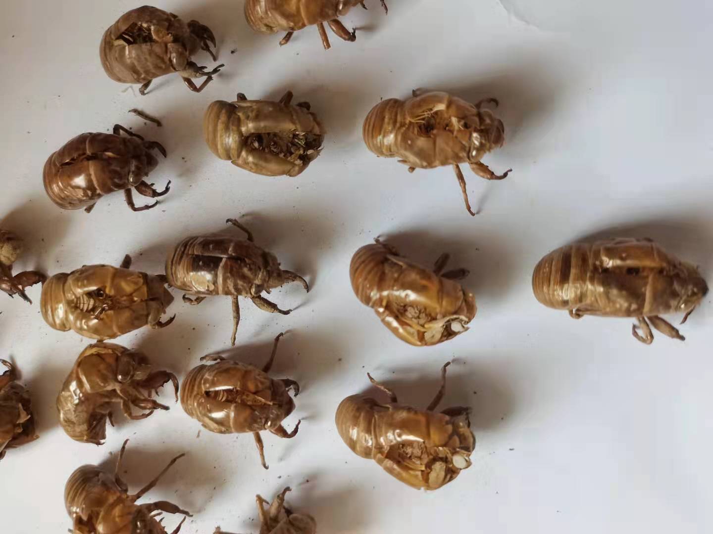 【祥泰药材】蝉蜕统货1公斤起批虫退散装批发产地山东省-阿里巴巴