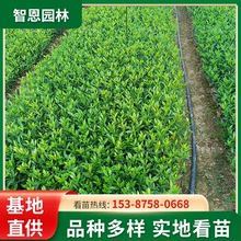 小叶栀子盆栽四季常青绿化苗米浓香栀子花25-30公分小叶栀子杯苗