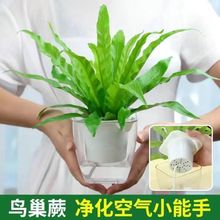 鸟巢蕨盆栽铁线蕨驱蚊绿植水培室内蕨类植物净化空气四季常青