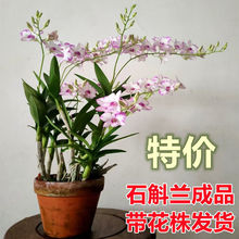 石斛兰盆栽泼墨粉黛带花苞带花剑四季开花兰花洋兰花阳台花卉绿植