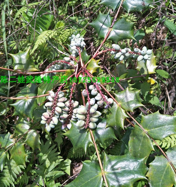 十大功劳树苗土黄连树苗中药材盆景阳台花卉盆栽庭院植物净化空气
