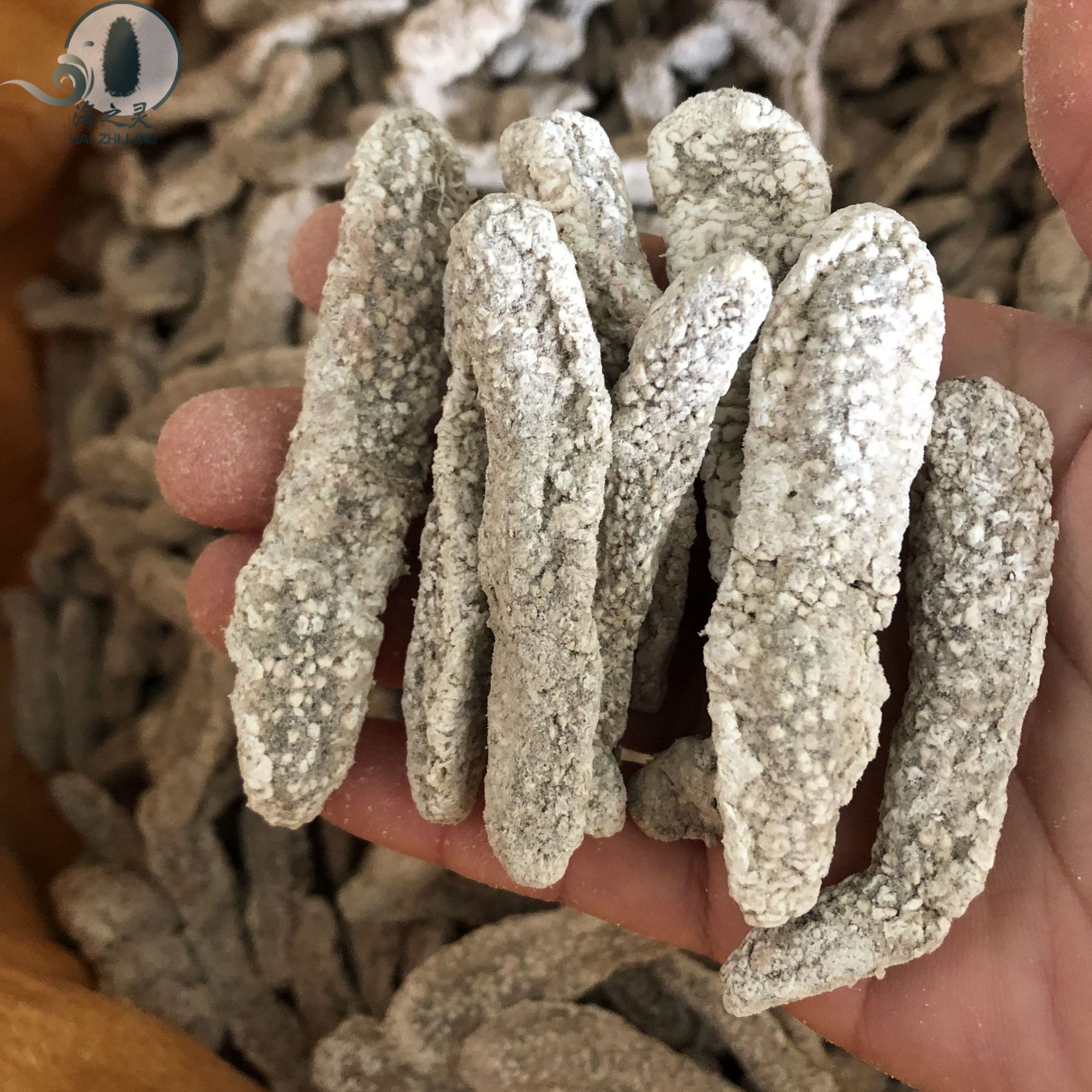 批发小白刺参带灰刺秃公参白刺秃疙瘩刺不麻口 网红参100头海参