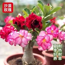 沙漠玫瑰重瓣四季开花好养易栽室内绿植盆栽花卉耐旱耐寒易开花