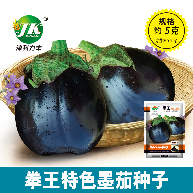 厂家批发黑色圆茄子种子特色拳头型墨茄种籽春夏季蔬菜种子公司
