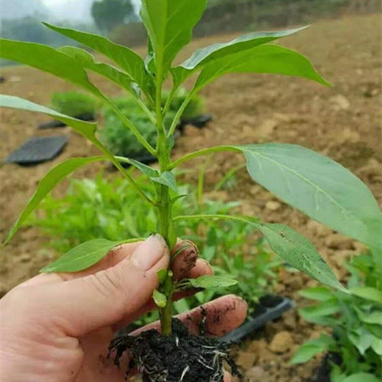 包邮 尊贵808朝天椒种子(5克)泰国杂交橘红色大果型单生小米椒