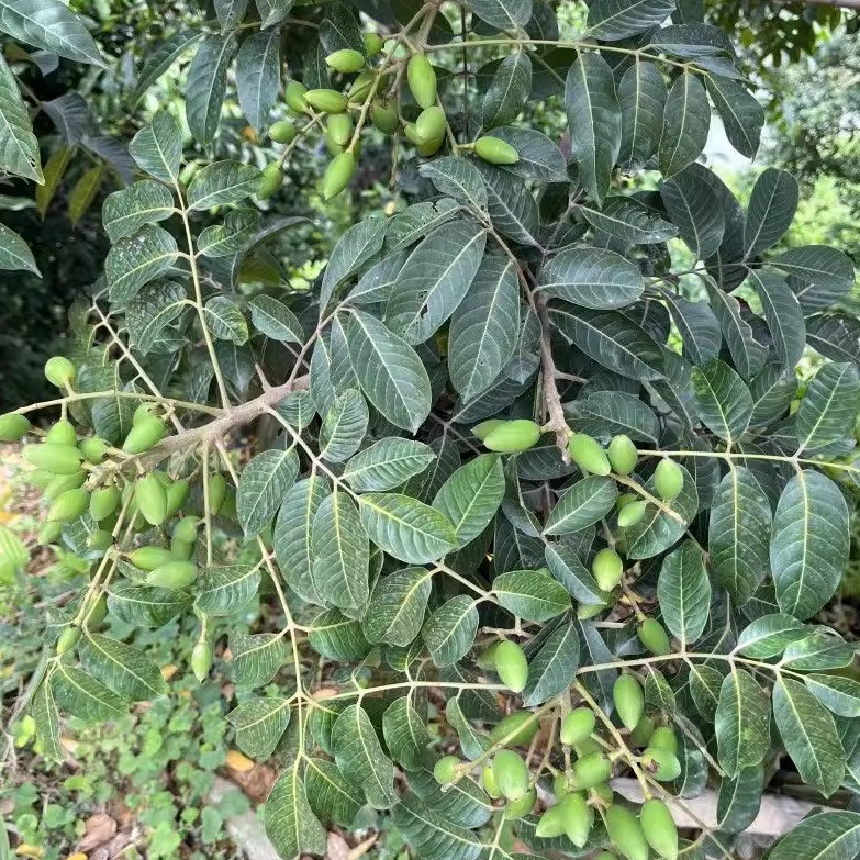 2024新鲜现摘橄榄青橄榄果水果生青果孕妇煲汤檀香榄原生态-阿里巴巴