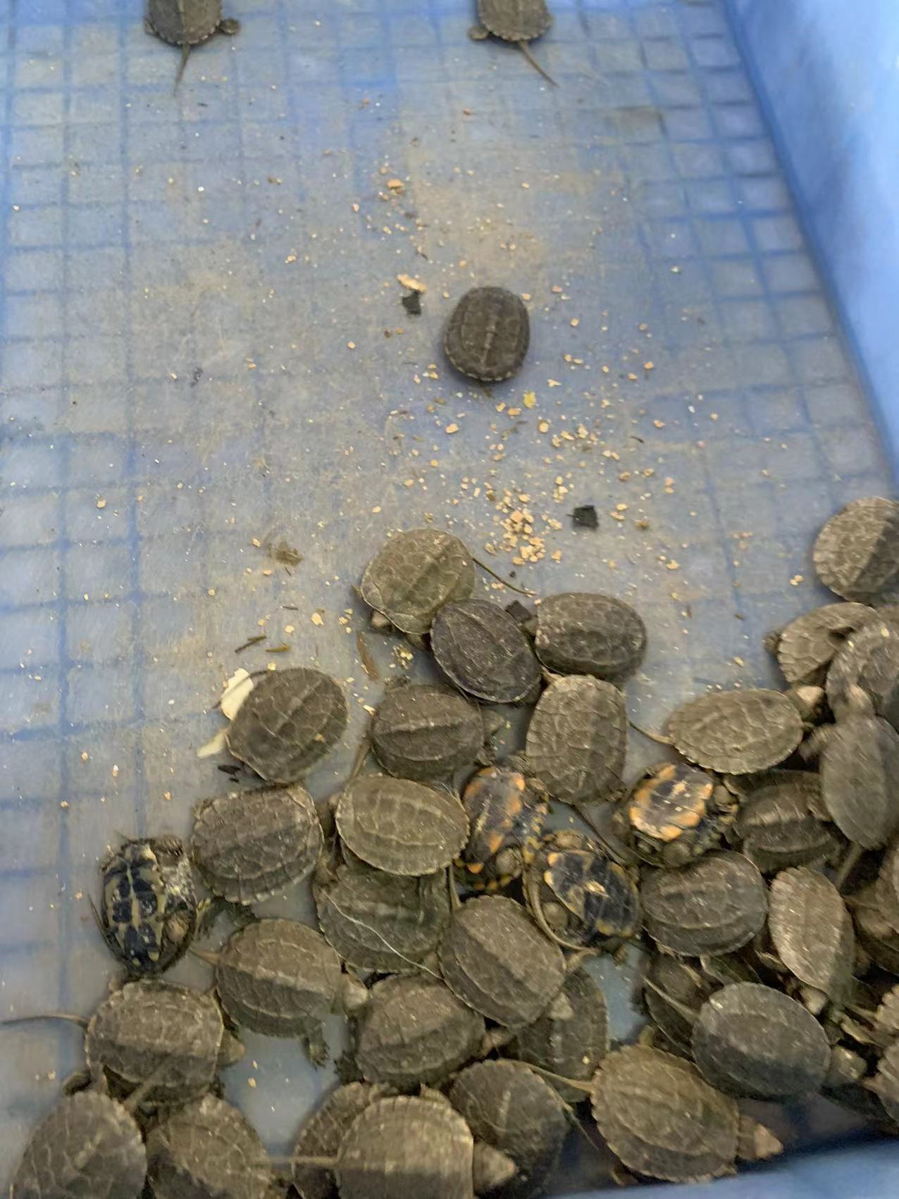 乌龟活体日本石龟杂草龟宠物招财家养小乌龟日石杂花草龟头苗外塘