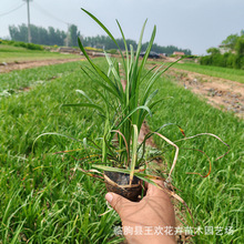 麦冬草绿植工程绿化基地  四季常青细叶麦冬草苗金边麦冬沿阶草