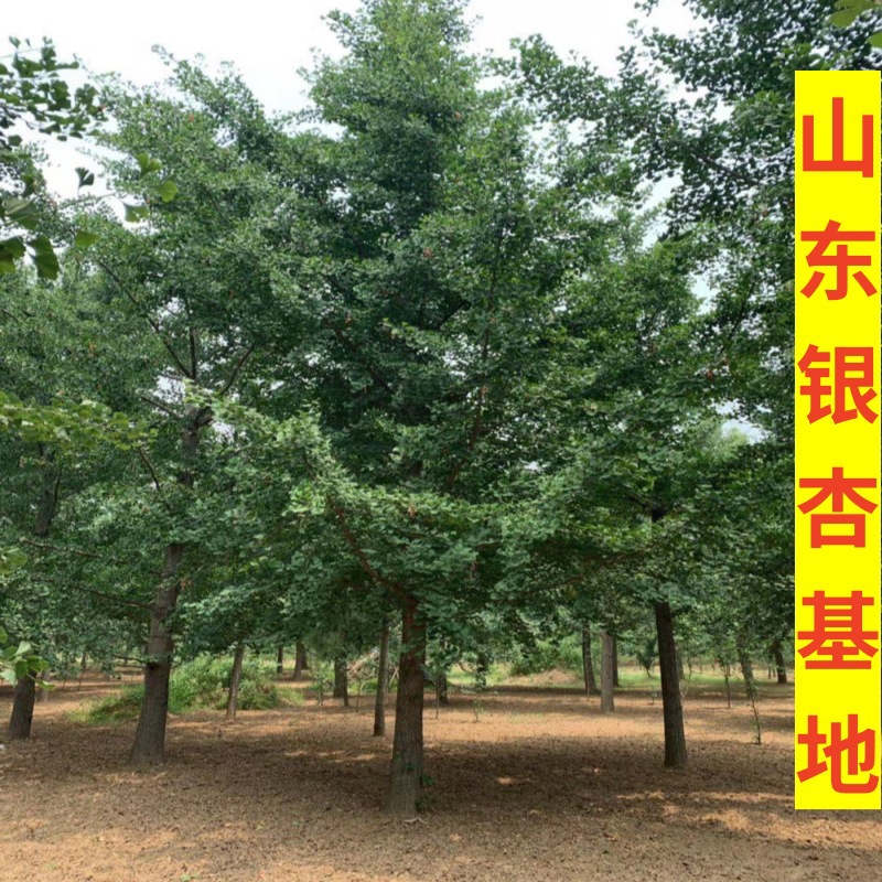 银杏山东银杏基地批发银杏大树金叶银杏行道树园林绿化银杏树露地
