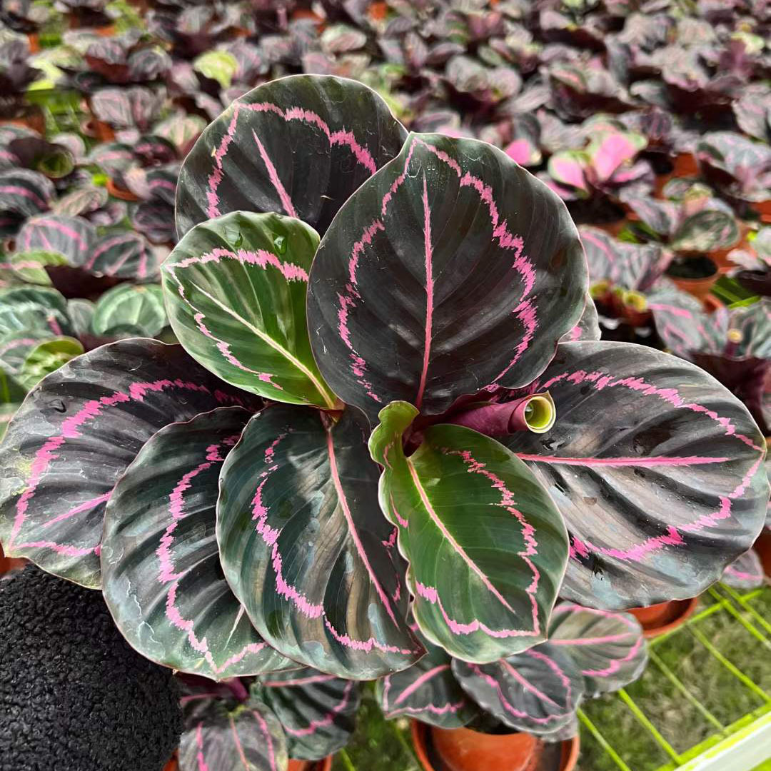 【基地直销】室内小盆栽办公环境布置绿植 a110红美丽竹芋