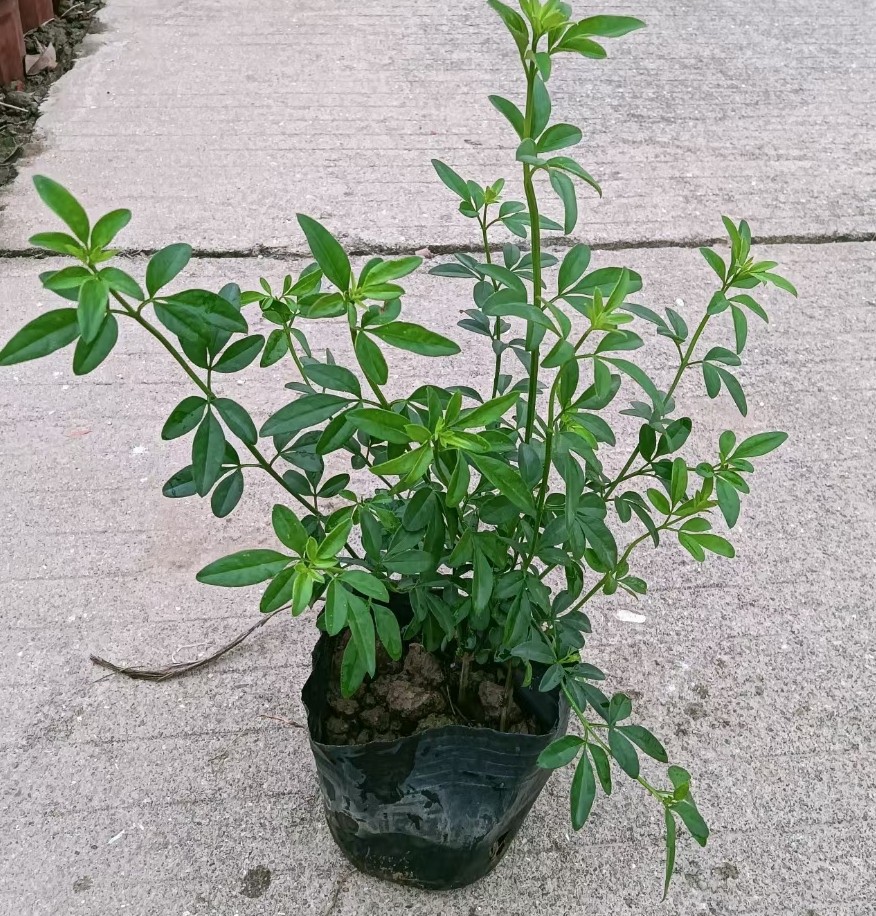 盆栽云南黄素馨 基地直供迎春花 多种规格