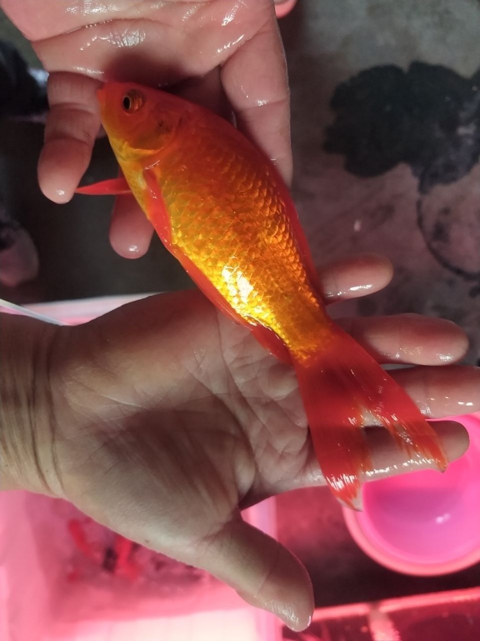 960_1280竖版 竖屏