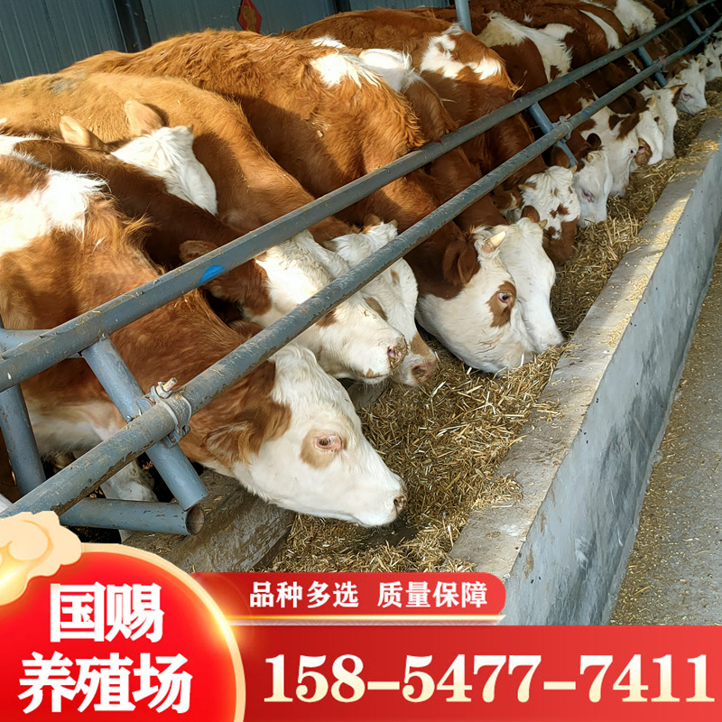 西门塔尔肉牛犊好饲养肉牛犊一头 利木赞牛养殖 肉牛价格