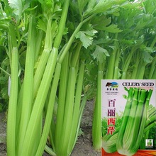 百丽西芹种子纤维少质脆速生香芹芹菜种籽家庭脆芹蔬菜种子