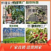 绿植阳光多肉月季植物补光灯 仿太阳全光谱室内家用三角梅生长灯