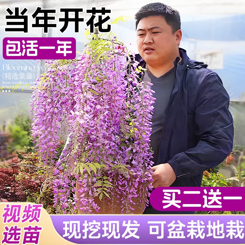 紫藤树苗花苗爬藤花植物老桩庭院室外地栽耐寒好养四季开花卉盆栽