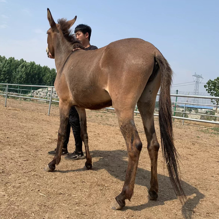 骡子养殖场出售干活骡子载重山路拉货骡子 适合拉马车的骡子价格