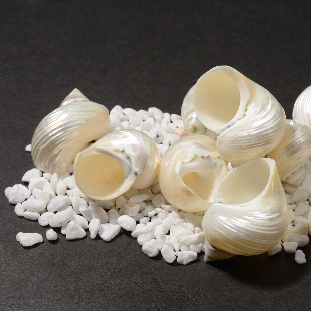 创光银螺 夜光螺 天然海螺贝壳去皮抛光寄居蟹替换壳 手工绘画壳