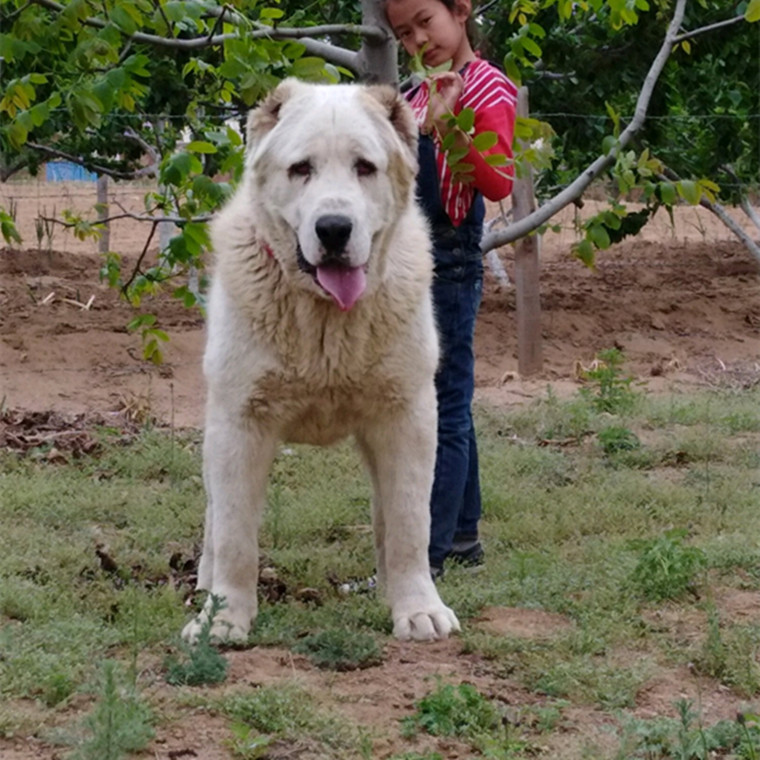 批发中亚牧羊犬幼犬活体狗狗巨型中亚工作犬大型犬猛犬宠物犬小狗