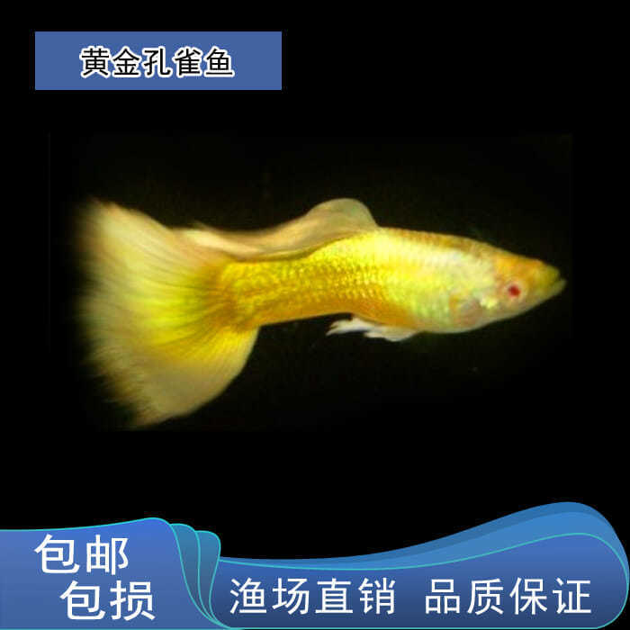 6成交1件【血红】血红孔雀鱼精品血红大背全红白子台湾美国全红活体