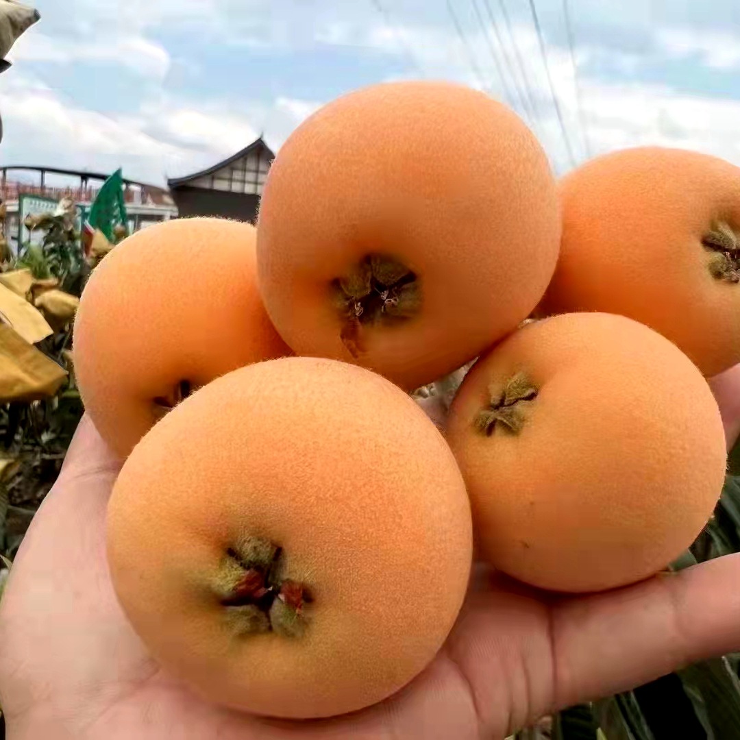 四川大五星枇杷高山甜琵琶当季水果现摘现发一件代发