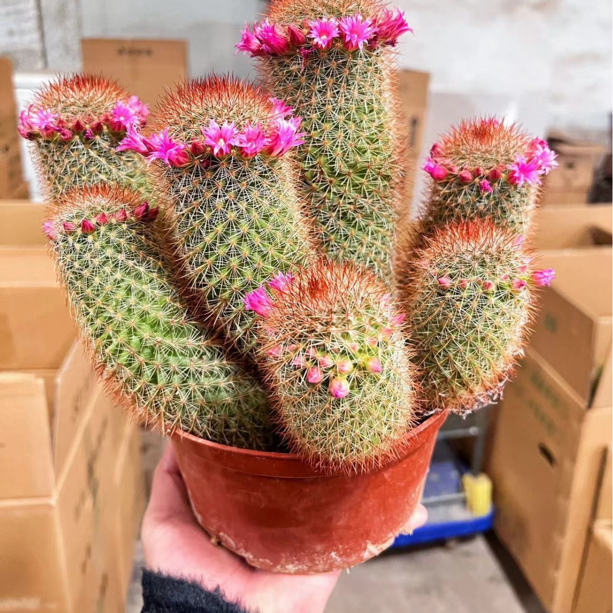 仙人掌仙人球多头红星开花阳台客厅办公室桌面盆栽好养易活绿植