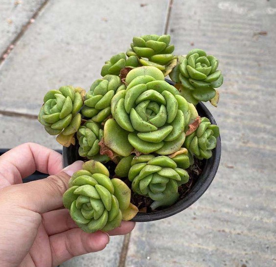 百合莉莉百合 丽丽 多肉植物单头 带3-4崽 实物拍摄规格齐全