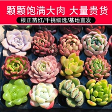 玛格丽特锦 砍头群生 肉肉多肉植物小盆栽绿植新手一物一拍带锦