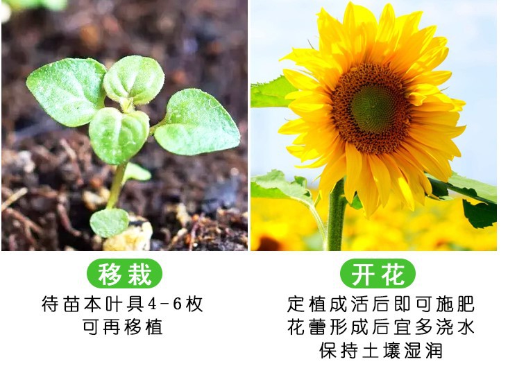 花种子 观赏性可食用高矮向日葵种子 阳台庭院 田地大面积可种植