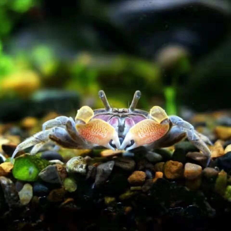 鱼缸辣椒蟹观赏蟹可与灯科鱼孔雀鱼虾斑马鱼混养吃蝴蝶除藻活体蟹