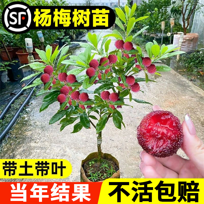 杨梅树苗正宗嫁接仙居东魁杨梅苗结果苗果树苗带土带叶南北方种植