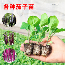 四季茄子苗秧苗带土盆栽嫁接老品种紫茄杭茄种籽春季蔬菜苗幼苗