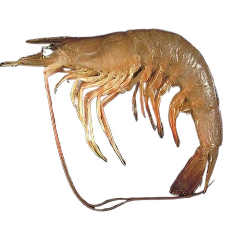 沙鲈虾  活冻沙颅虾 东山岛深海海捕 火锅 白灼 爆炒都适合