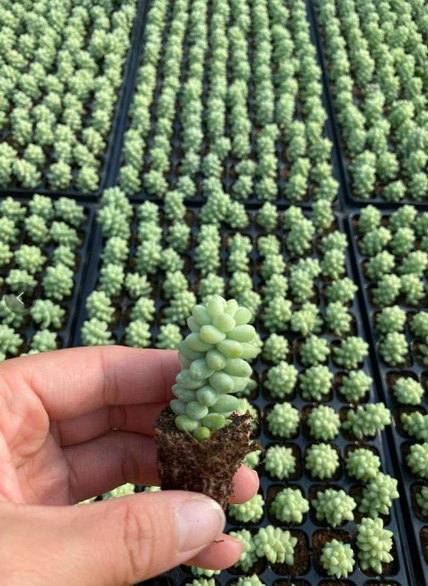 新玉缀玉坠玉缀3-5cm多肉肉肉植物长条单颗 基地直销多肉植物批发