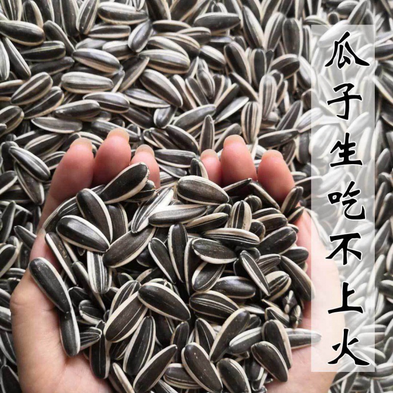 2023新疆大颗粒瓜子新鲜饱满葵花籽香脆原味生瓜子批发新货向日葵