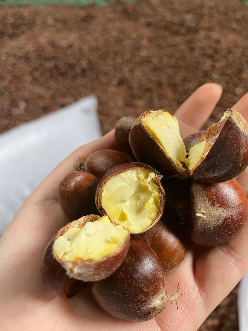 5斤包邮新鲜生栗子高山去刺壳嫩油仁小非迁西