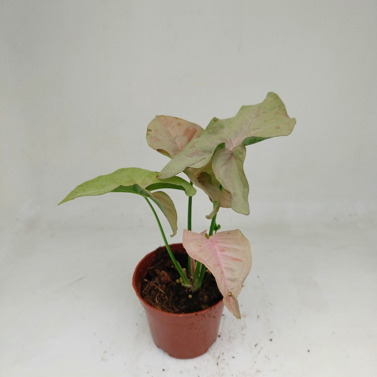 牛奶纸屑糖果合果芋 好养粉锦牛奶果芋绿植小盆栽客厅花卉合果芋