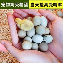 安义瓦灰鸡受精种蛋原始特征选育多年种群含毛脚黑冠性状精品热卖