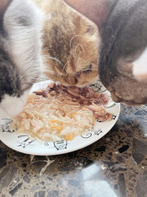 腐败猫sheba希宝白肉猫罐头泰国进口湿粮猫零食85g*24罐整箱猫粮